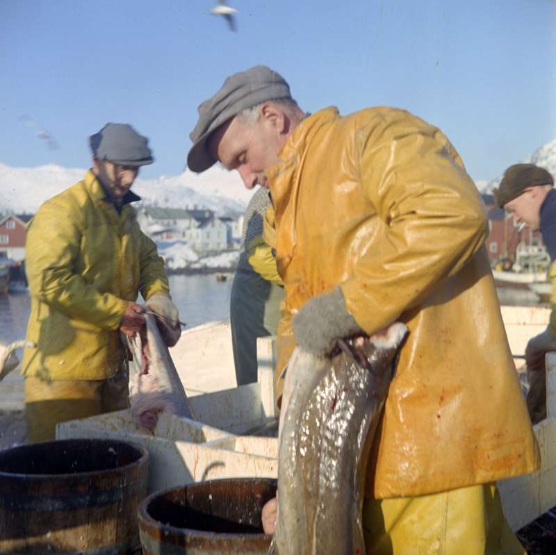 挪威漁民捕撈大西洋鱈魚(Wikipedia / Public Domain) 挪威漁民捕撈大西洋鱈魚(Wikipedia / Public Domain)