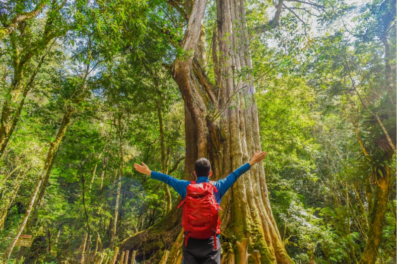 新竹有不少別具特色的森林登山步道。(圖/奧丁丁客棧提供) 新竹有不少別具特色的森林登山步道。(圖/奧丁丁客棧提供)