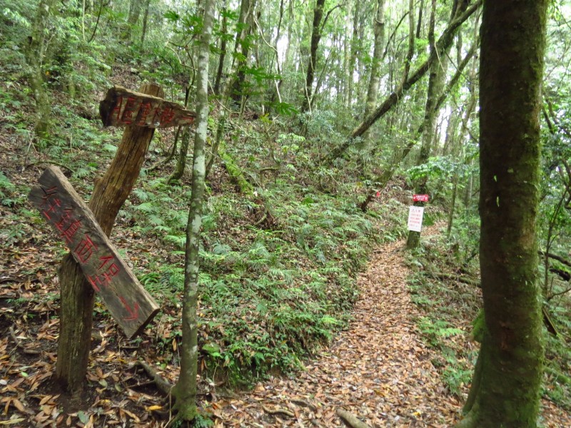 鎮西堡巨木群步道。(圖/奧丁丁客棧提供) 鎮西堡巨木群步道。(圖/奧丁丁客棧提供)