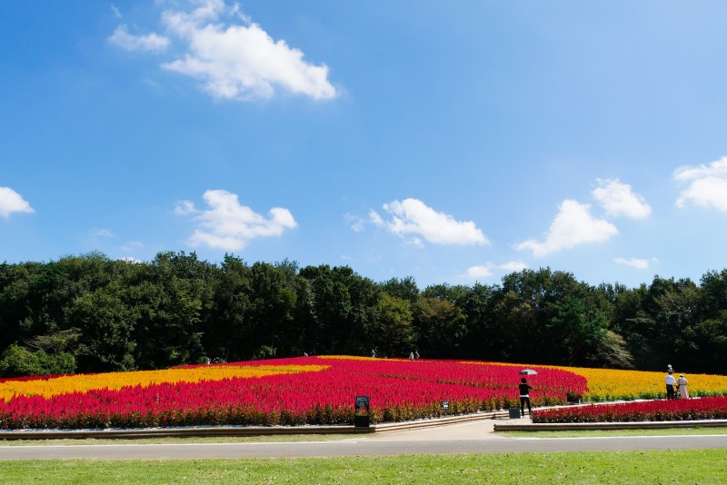 四季的花朵像地毯一樣蔓延開來,還可以在秋天欣賞紅葉點燈 ©國營武藏丘陵森林公園 四季的花朵像地毯一樣蔓延開來,還可以在秋天欣賞紅葉點燈 ©國營武藏丘陵森林公園