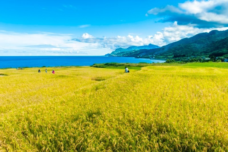 新社梯田。(圖/欣傳媒提供) 新社梯田。(圖/欣傳媒提供)