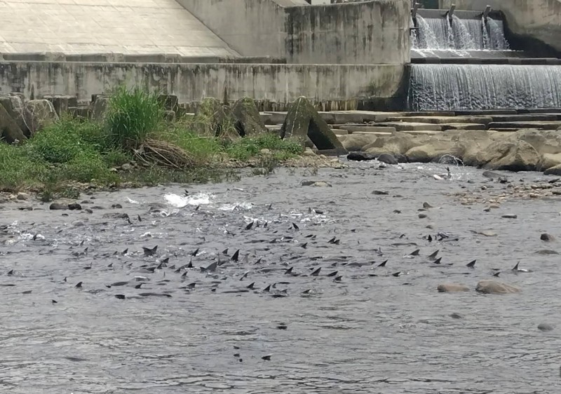新店溪碧潭堰下的水域,擠滿了數以百計的鯉魚、草魚、大頭鰱亟待產卵的大魚。(圖/新北市水利局提供) 新店溪碧潭堰下的水域,擠滿了數以百計的鯉魚、草魚、大頭鰱亟待產卵的大魚。(圖/新北市水利局提供)