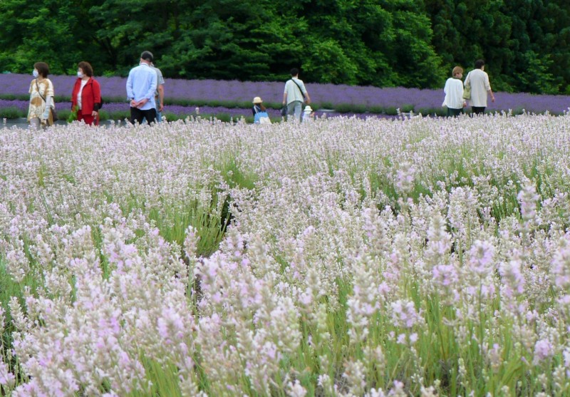 6月中旬至下旬造訪秋田,一定要到「美鄉町薰衣草園」。(秋田縣美郷町提供) 6月中旬至下旬造訪秋田,一定要到「美鄉町薰衣草園」。(秋田縣美郷町提供)