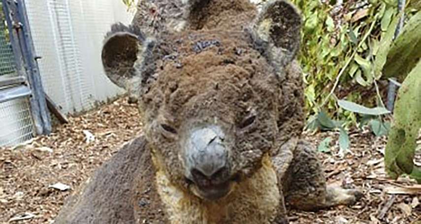 大火再燒下去，無尾熊恐瀕臨絕種！澳洲政府砸15億救國寶，甚至有人提案將牠們遷徙到這裡