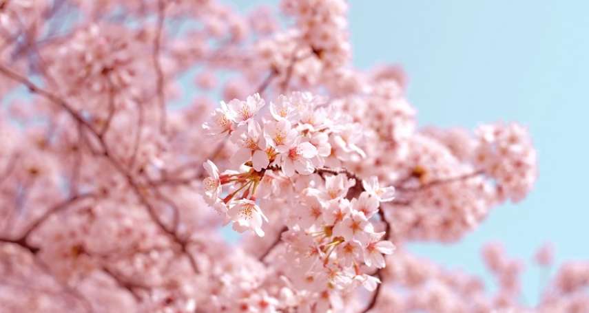 武陵農場櫻花季來了！櫻花季交管期間無住宿通行證車輛一律禁止通行，每日入場總量上限6000人